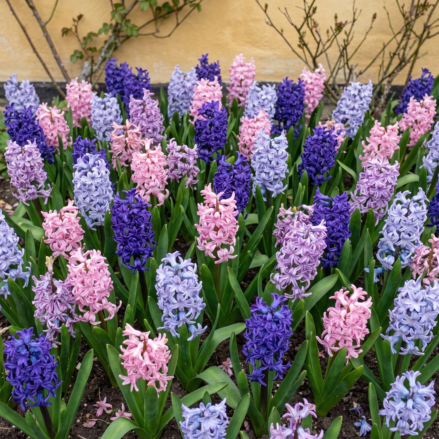 Færdigbed 'Bonbon' (1 m²)